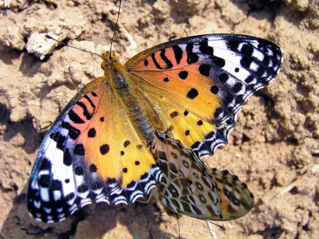 butterfly 2.jpg